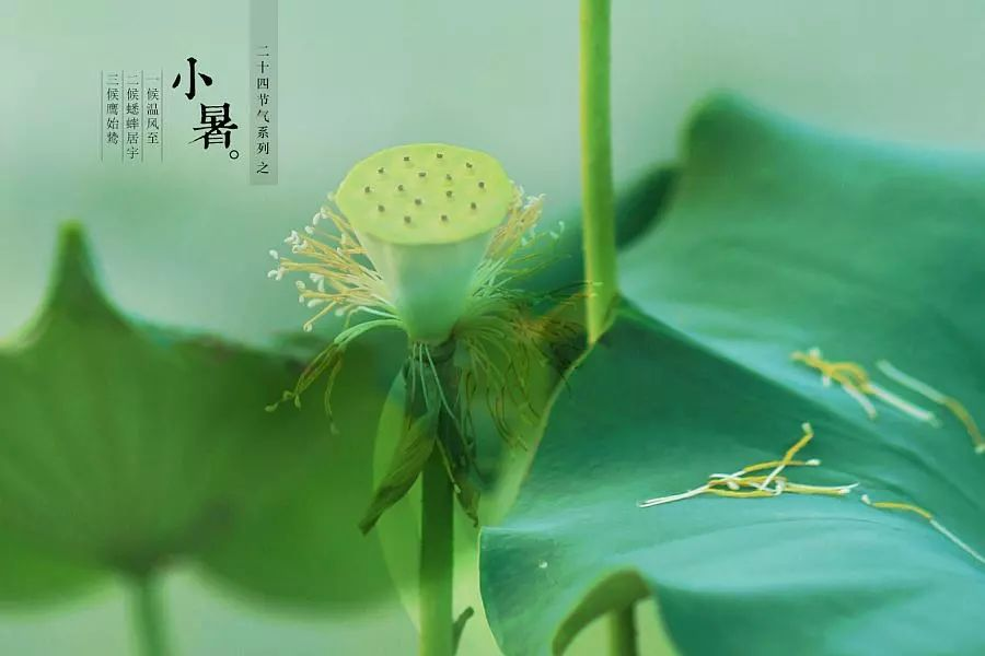 倏忽溫風至，因循小暑來!